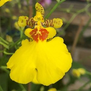 Meet your Posher, Ofelia